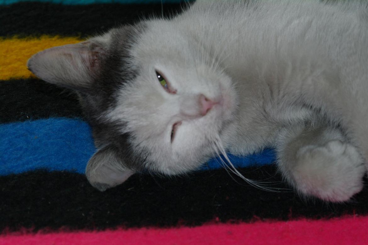 Blanding af racer Spiderman II |Min Engel|<3 billede 6