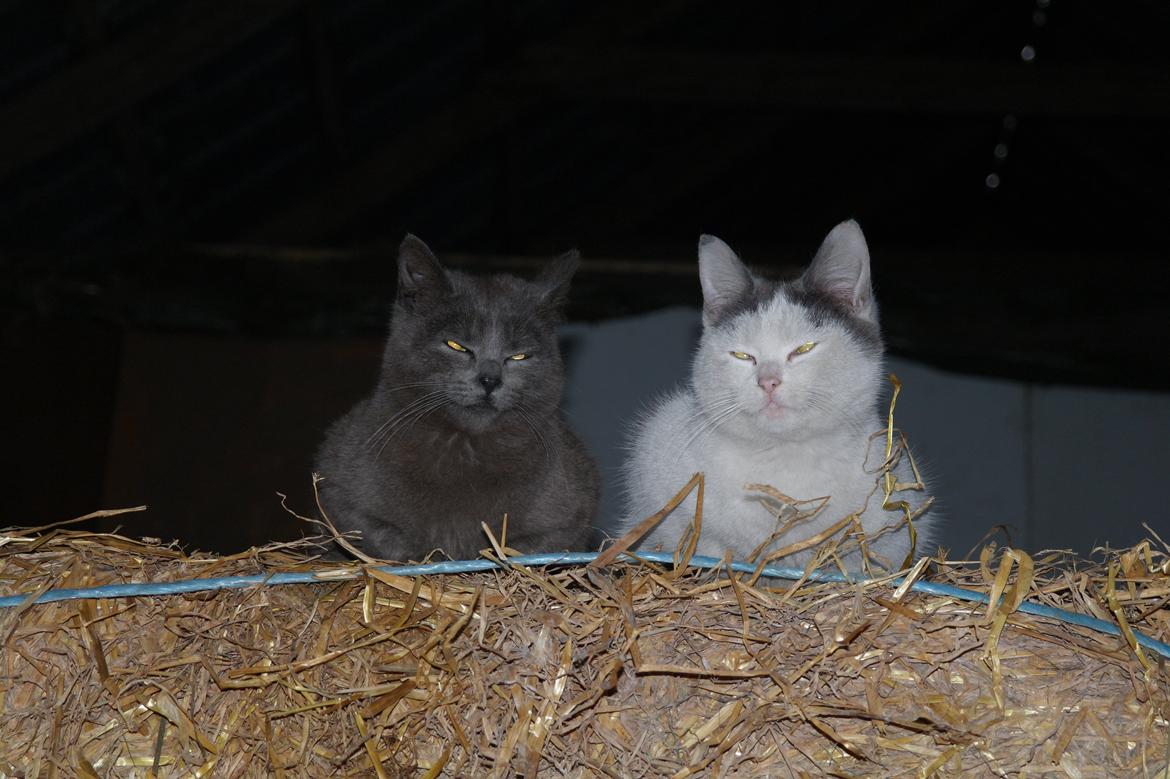 Blanding af racer Spiderman II |Min Engel|<3 billede 8