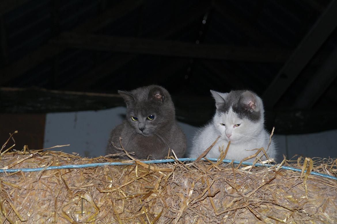 Blanding af racer Spiderman II |Min Engel|<3 billede 9