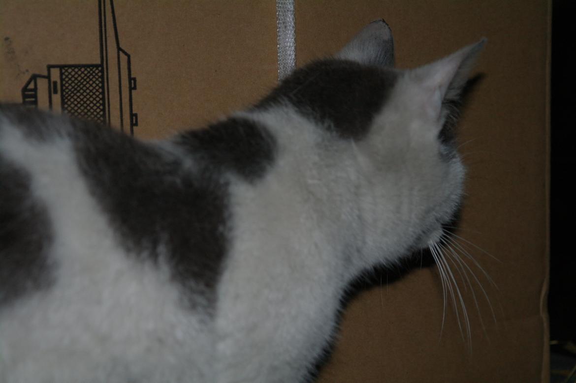 Blanding af racer Spiderman II |Min Engel|<3 billede 12