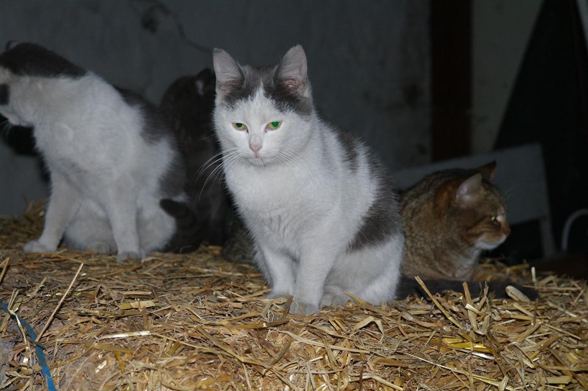 Blanding af racer Spiderman II |Min Engel|<3 billede 13