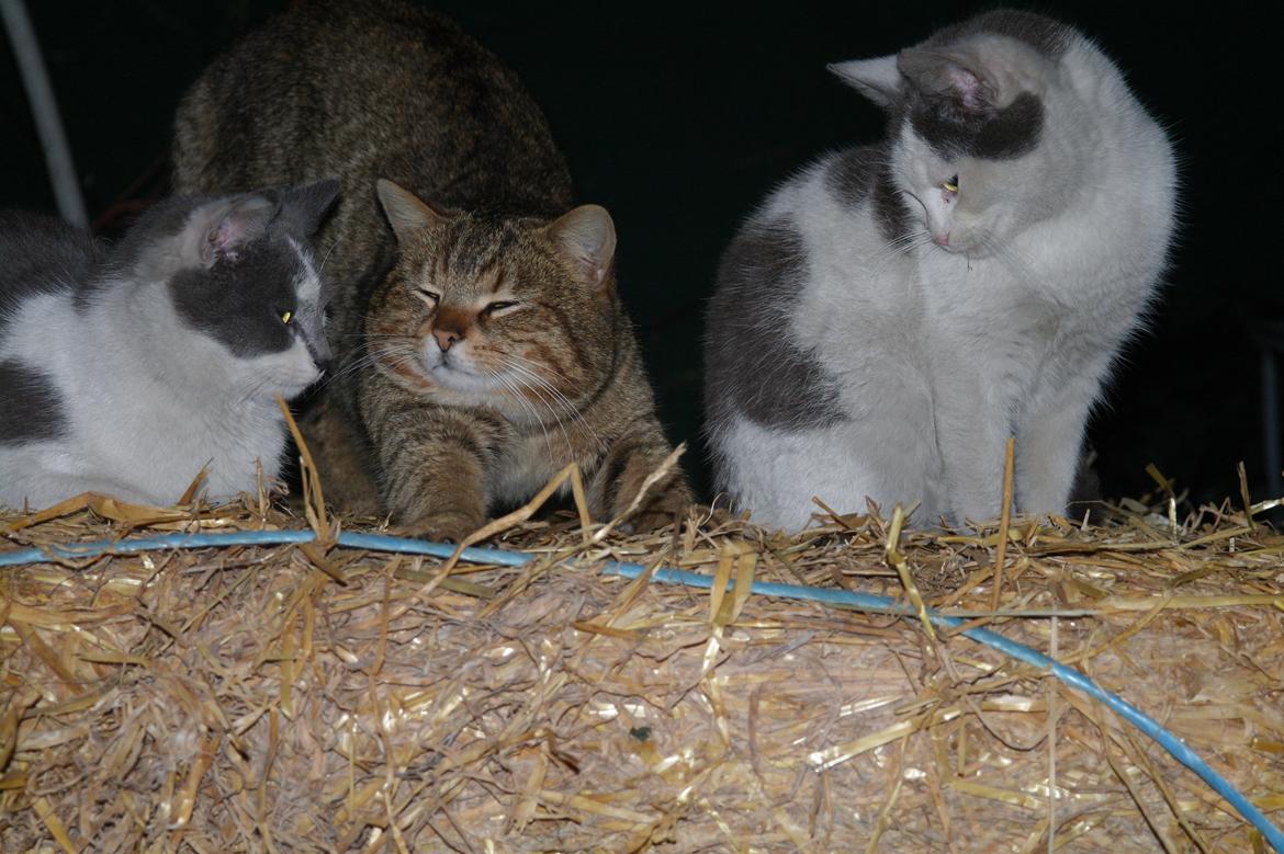 Blanding af racer Spiderman II |Min Engel|<3 billede 14