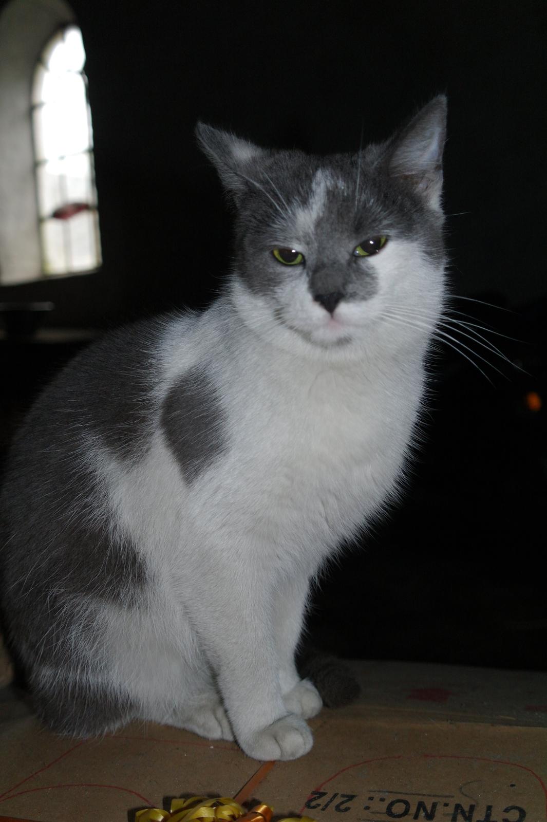 Blanding af racer Hr. Iversen | billede 1