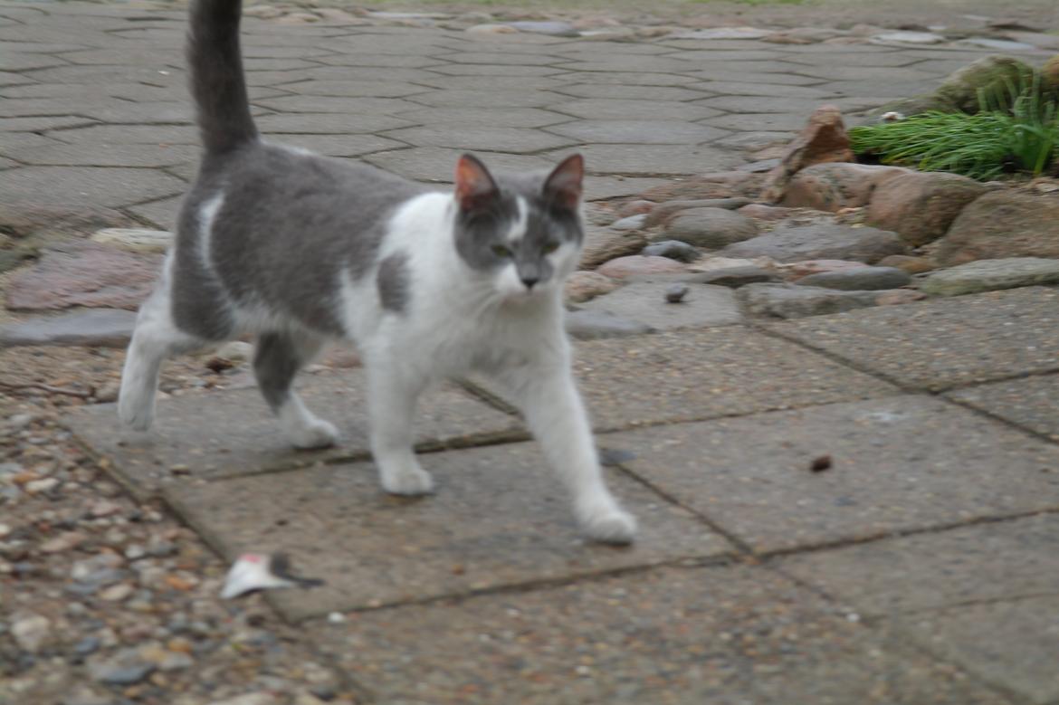 Blanding af racer Hr. Iversen | billede 2