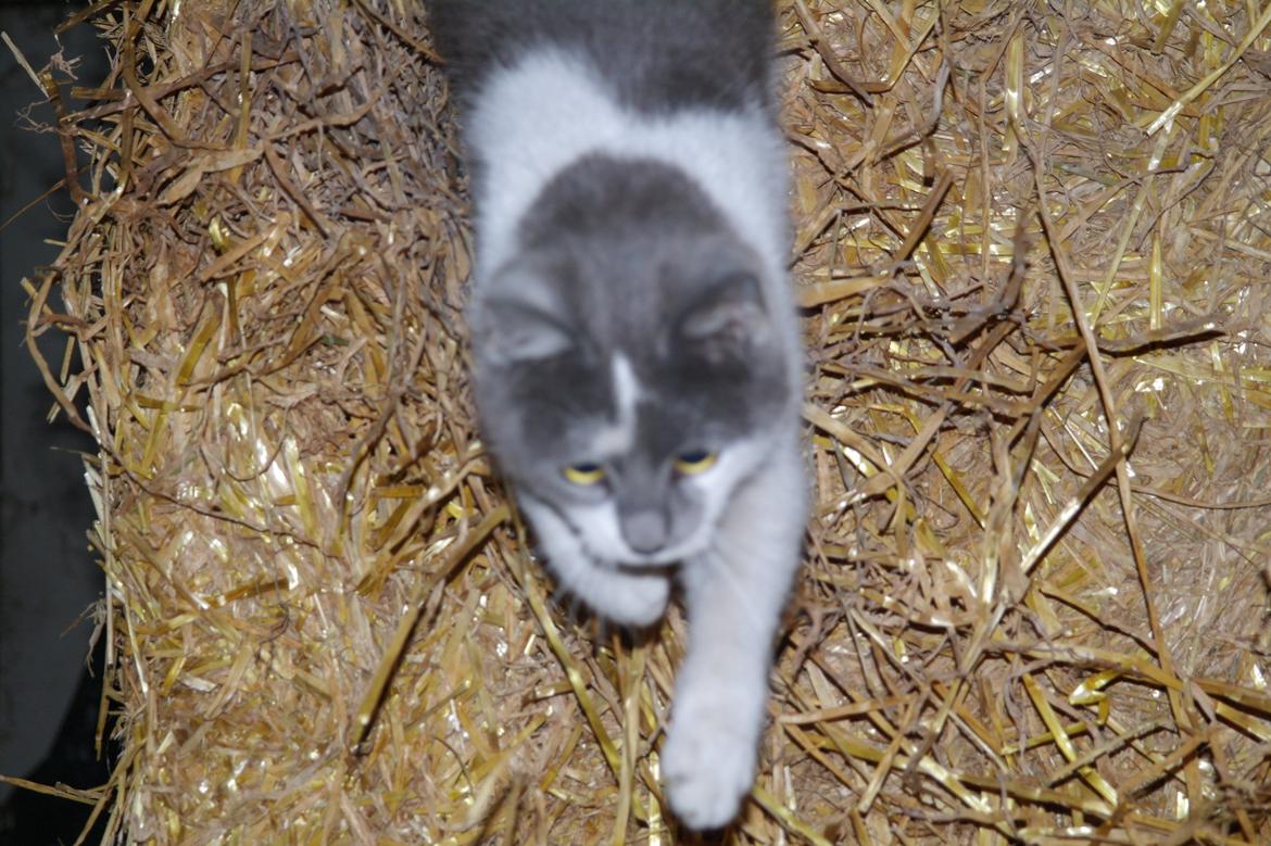 Blanding af racer Hr. Iversen | billede 4