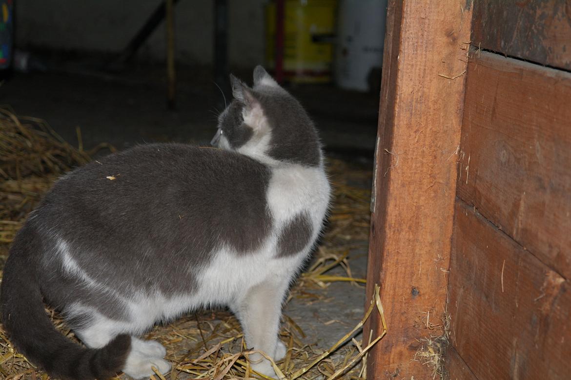 Blanding af racer Hr. Iversen | billede 5