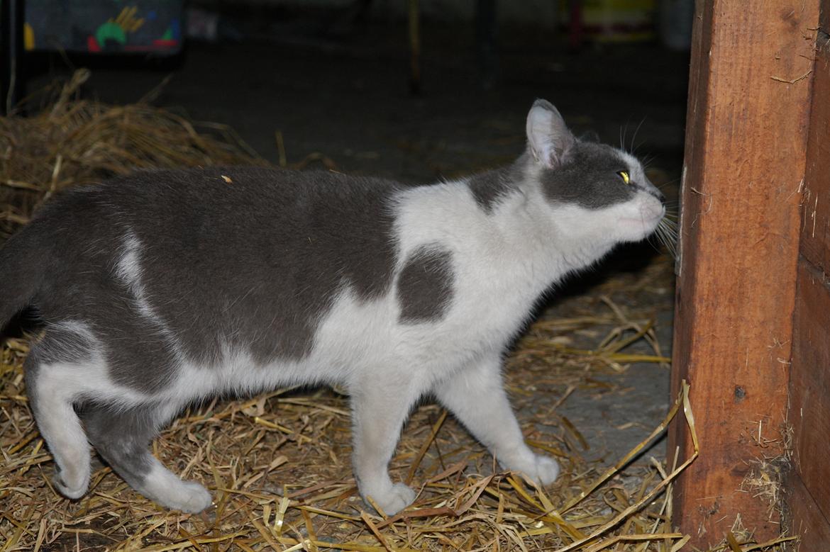 Blanding af racer Hr. Iversen | billede 6