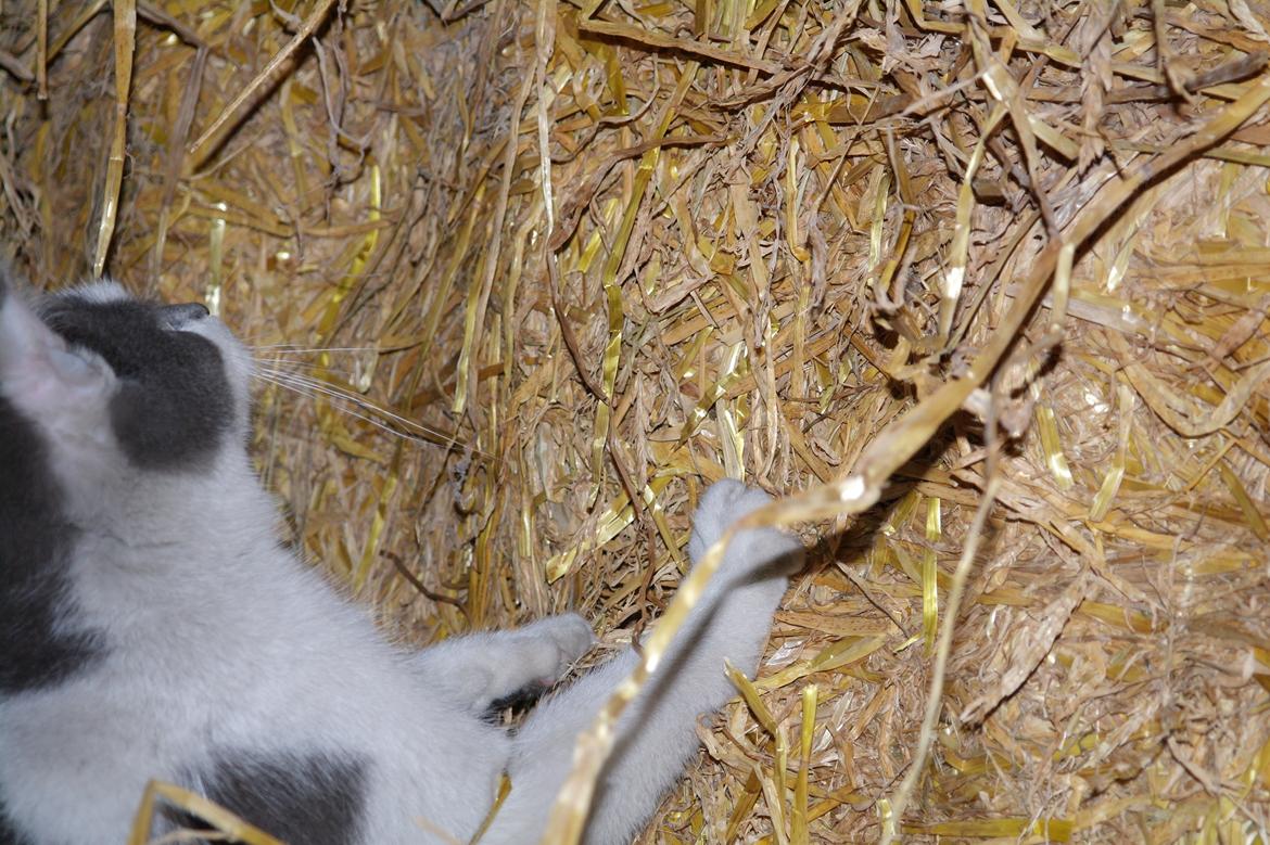 Blanding af racer Hr. Iversen | billede 7