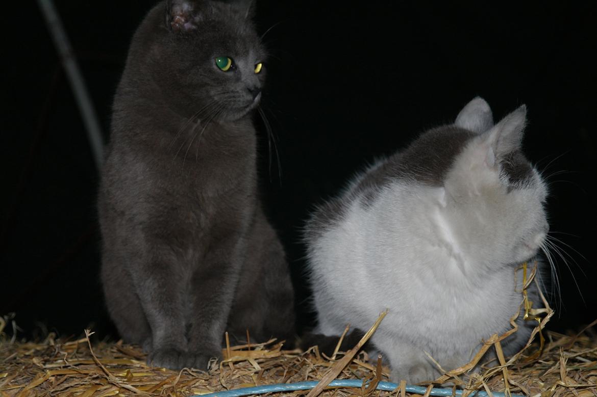 Blanding af racer Mitty |Den Grå Panter|<3 R.I.P<3 billede 1