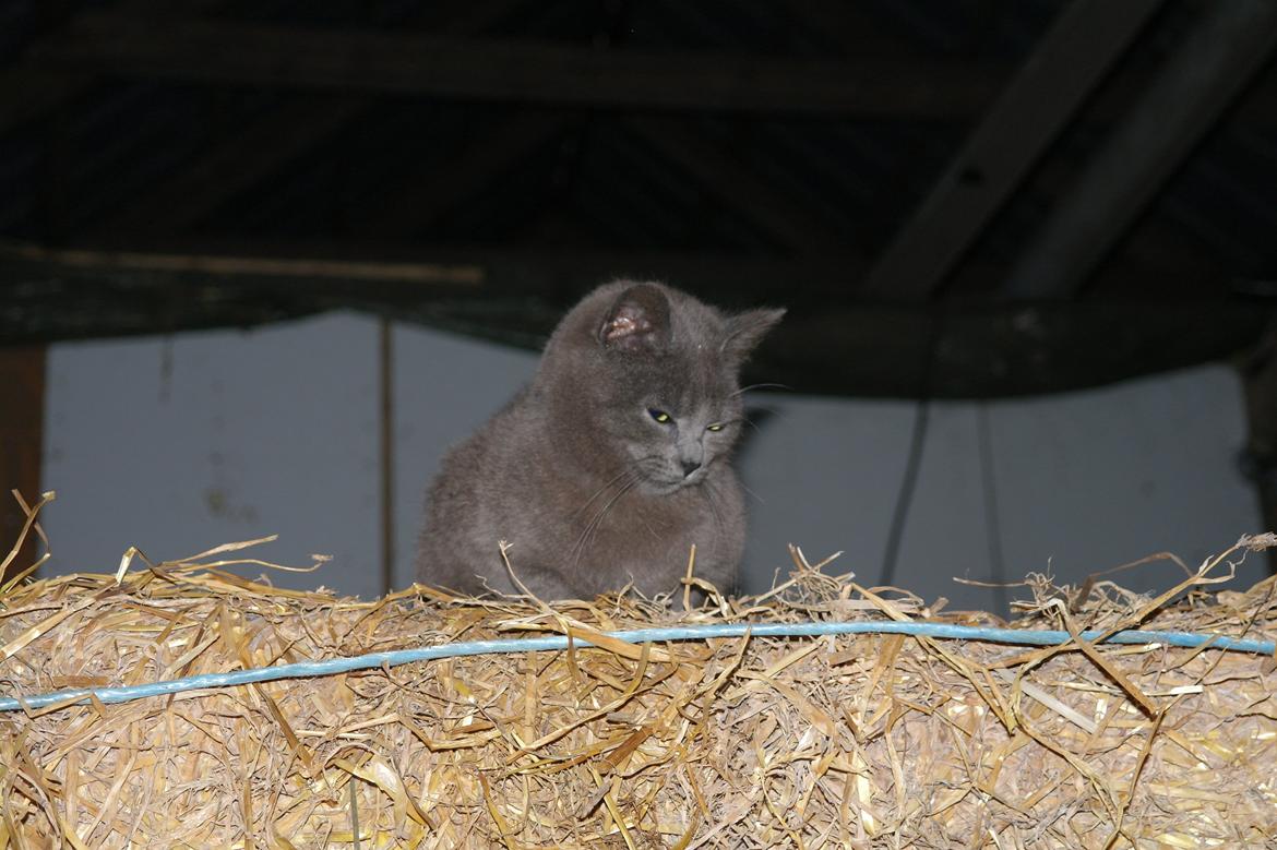 Blanding af racer Mitty |Den Grå Panter|<3 R.I.P<3 billede 2