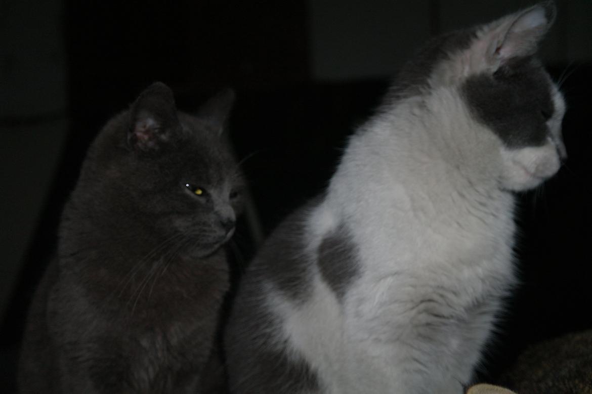 Blanding af racer Mitty |Den Grå Panter|<3 R.I.P<3 billede 3