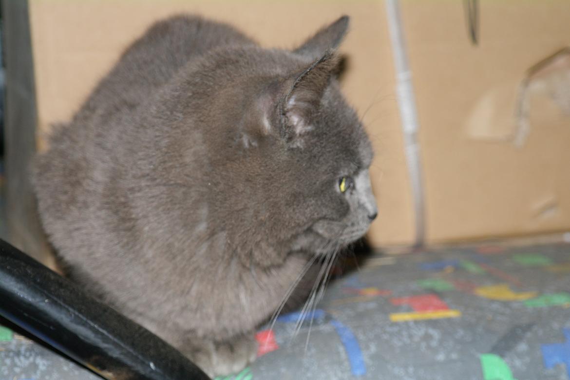 Blanding af racer Mitty |Den Grå Panter|<3 R.I.P<3 billede 4