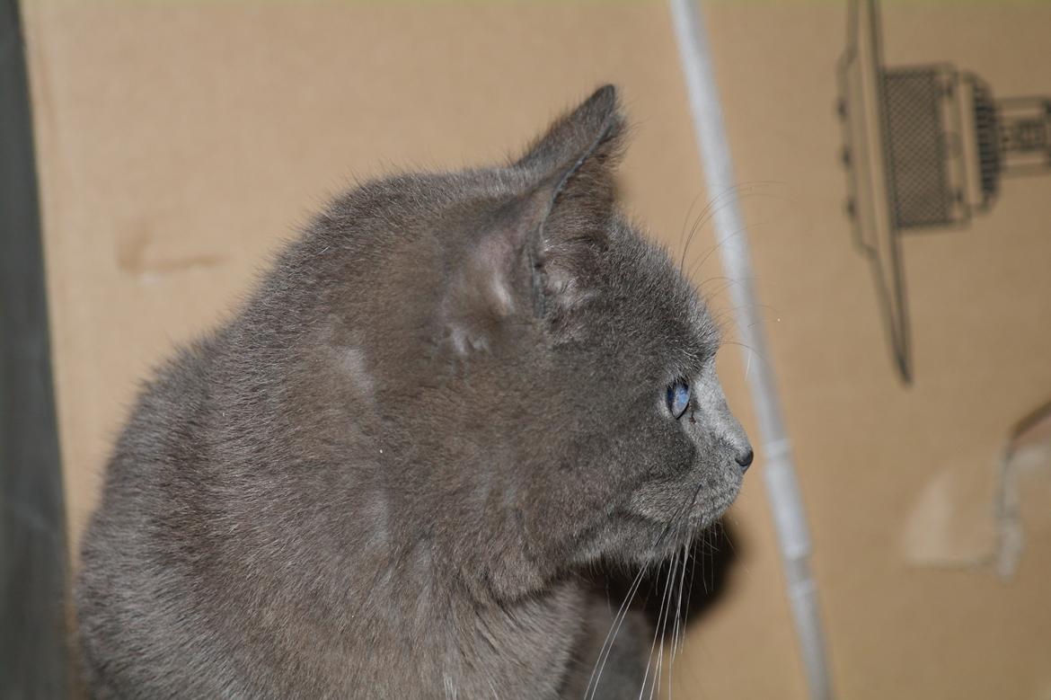 Blanding af racer Mitty |Den Grå Panter|<3 R.I.P<3 billede 5