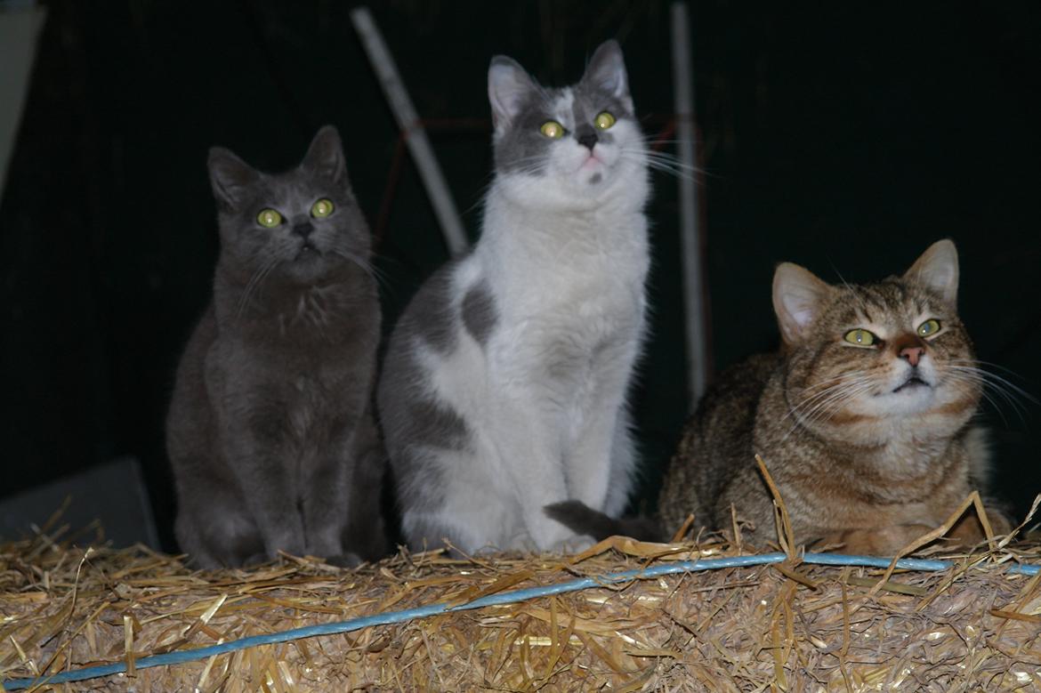 Blanding af racer Mitty |Den Grå Panter|<3 R.I.P<3 billede 6