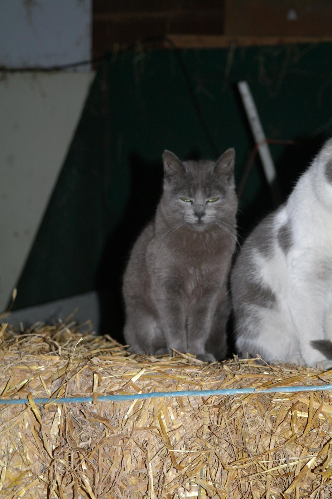 Blanding af racer Mitty |Den Grå Panter|<3 R.I.P<3 billede 7