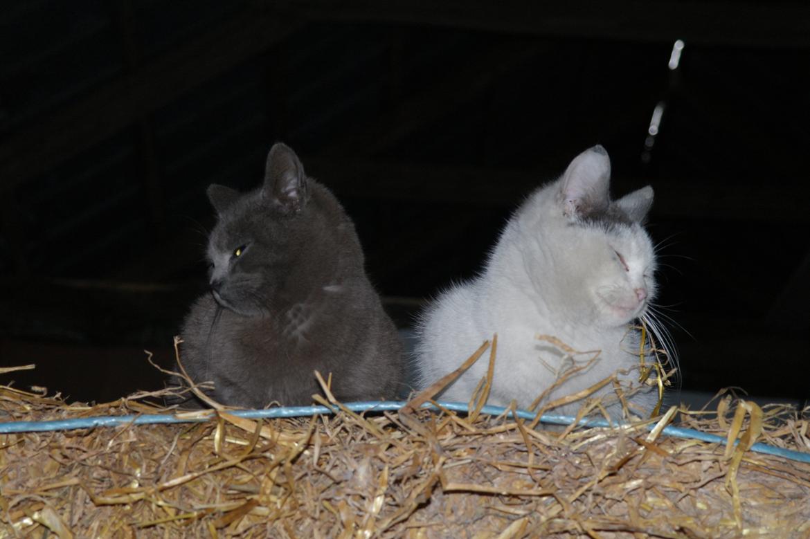 Blanding af racer Mitty |Den Grå Panter|<3 R.I.P<3 billede 8