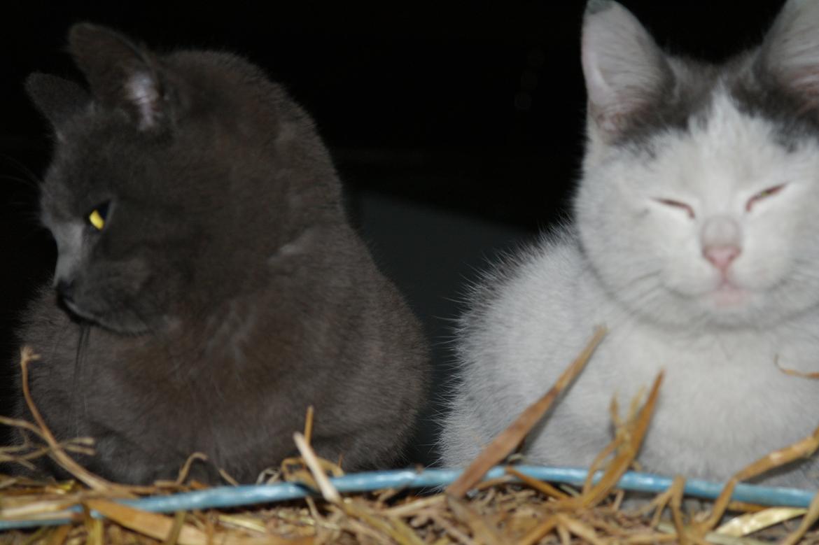 Blanding af racer Mitty |Den Grå Panter|<3 R.I.P<3 billede 10