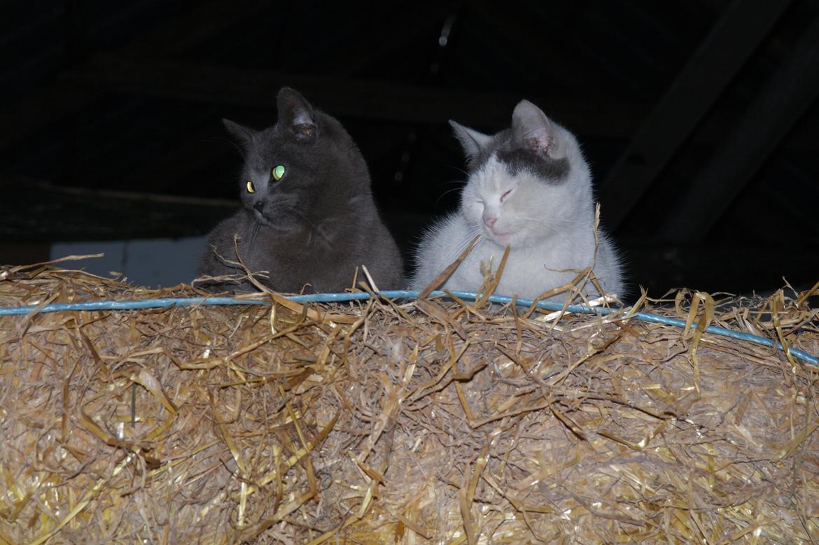 Blanding af racer Mitty |Den Grå Panter|<3 R.I.P<3 billede 11