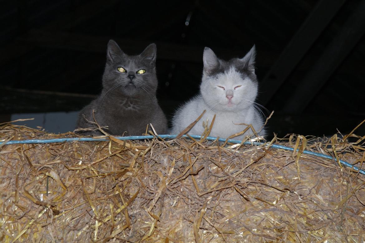 Blanding af racer Mitty |Den Grå Panter|<3 R.I.P<3 billede 12