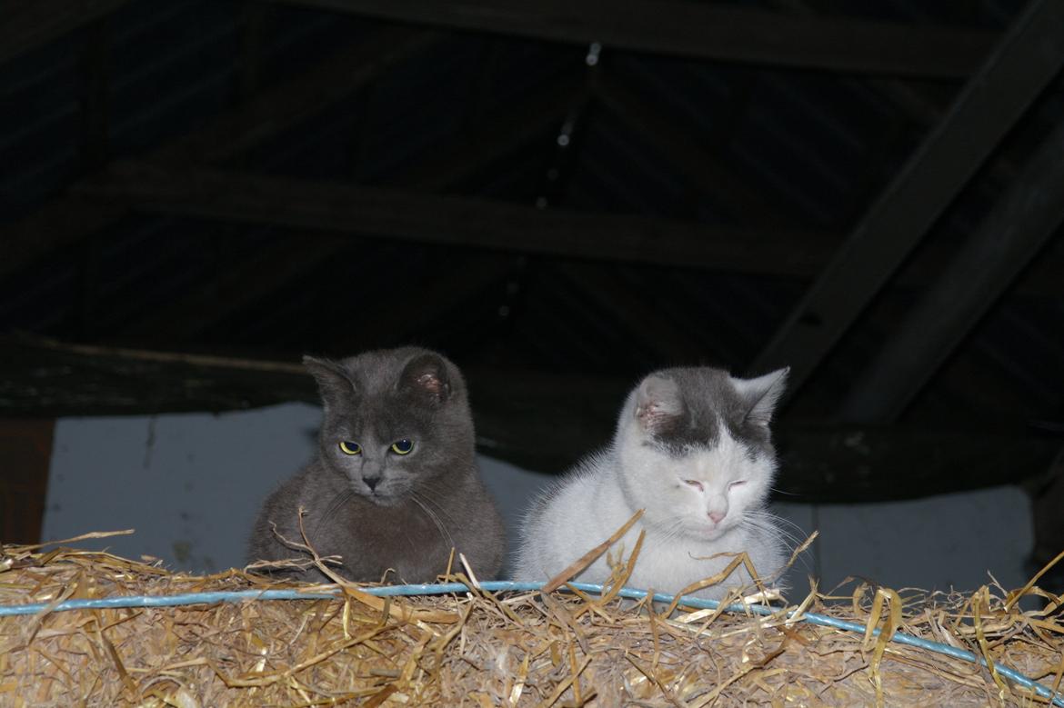 Blanding af racer Mitty |Den Grå Panter|<3 R.I.P<3 billede 13