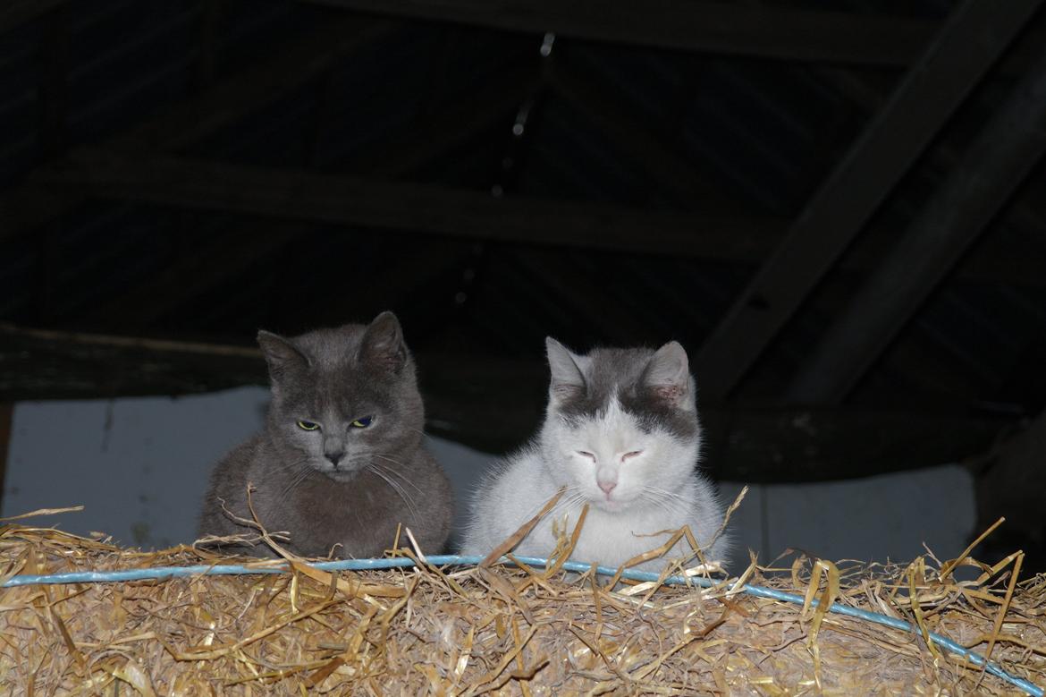 Blanding af racer Mitty |Den Grå Panter|<3 R.I.P<3 billede 14