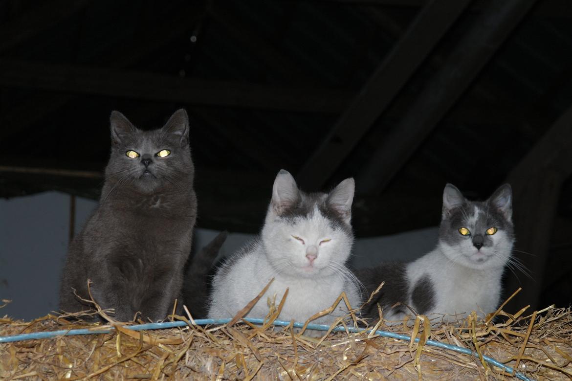 Blanding af racer Mitty |Den Grå Panter|<3 R.I.P<3 billede 15