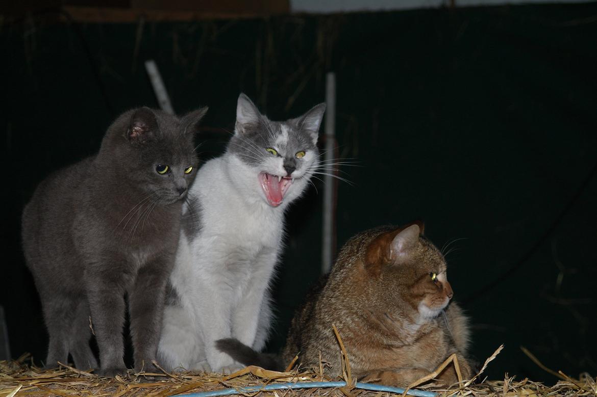 Blanding af racer Mitty |Den Grå Panter|<3 R.I.P<3 billede 16