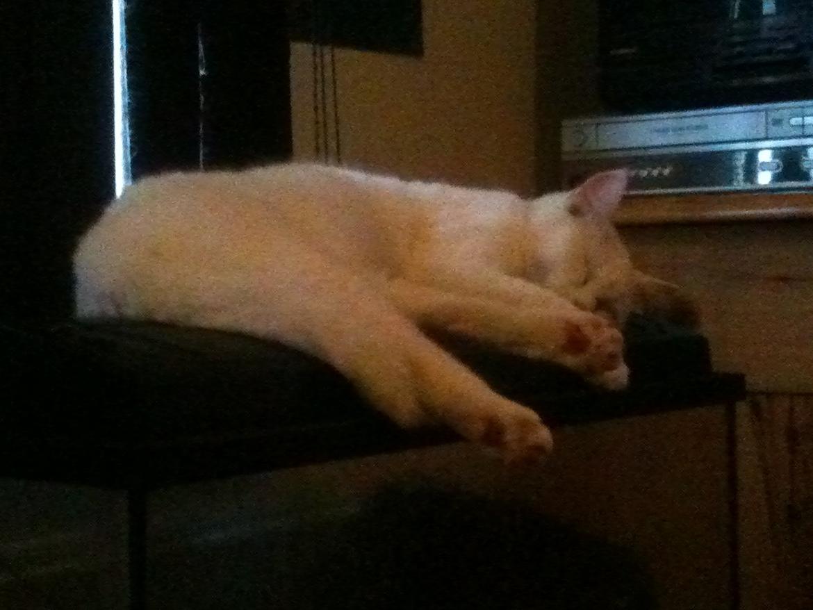 Blanding af racer Trunte billede 13