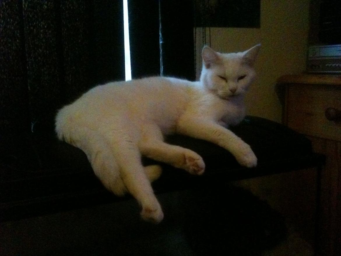 Blanding af racer Trunte billede 14