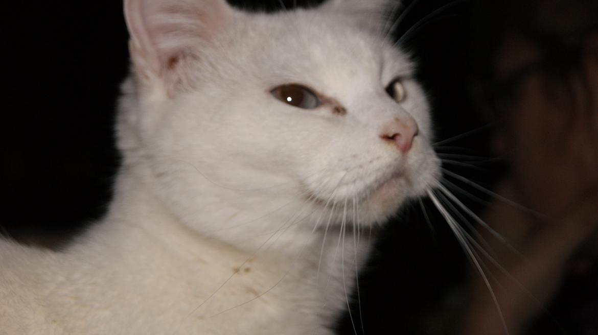 Blanding af racer Trunte billede 15