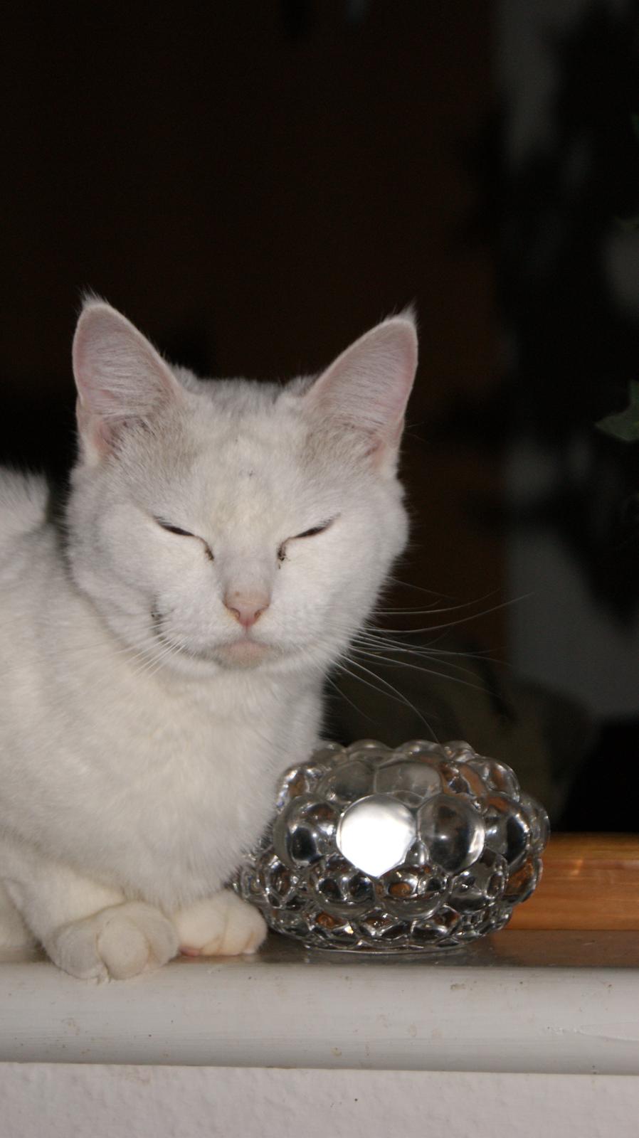 Blanding af racer Trunte billede 16