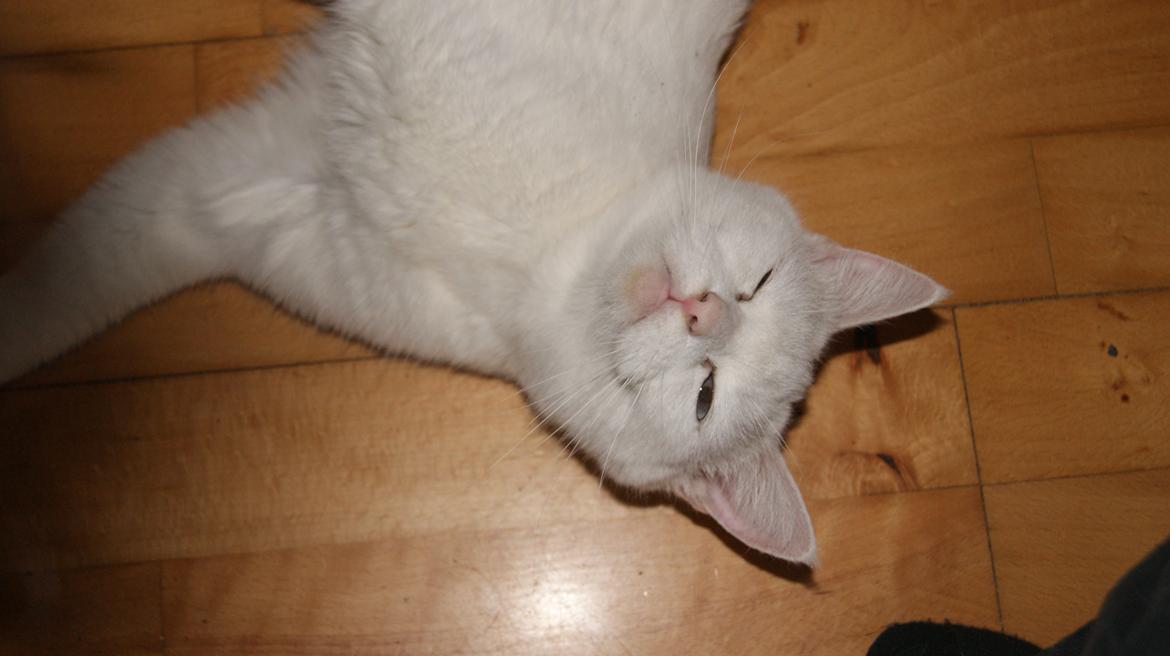 Blanding af racer Trunte billede 17