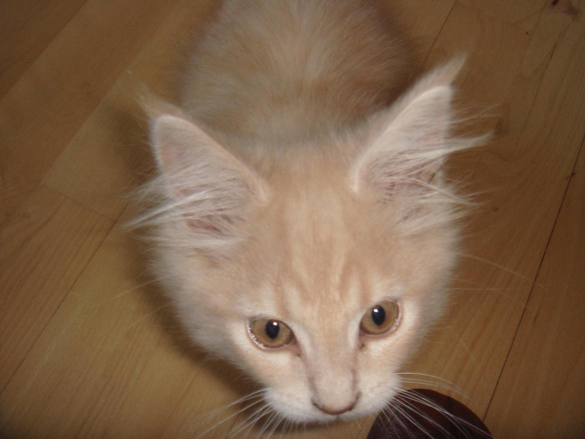 Maine Coon Midas billede 1