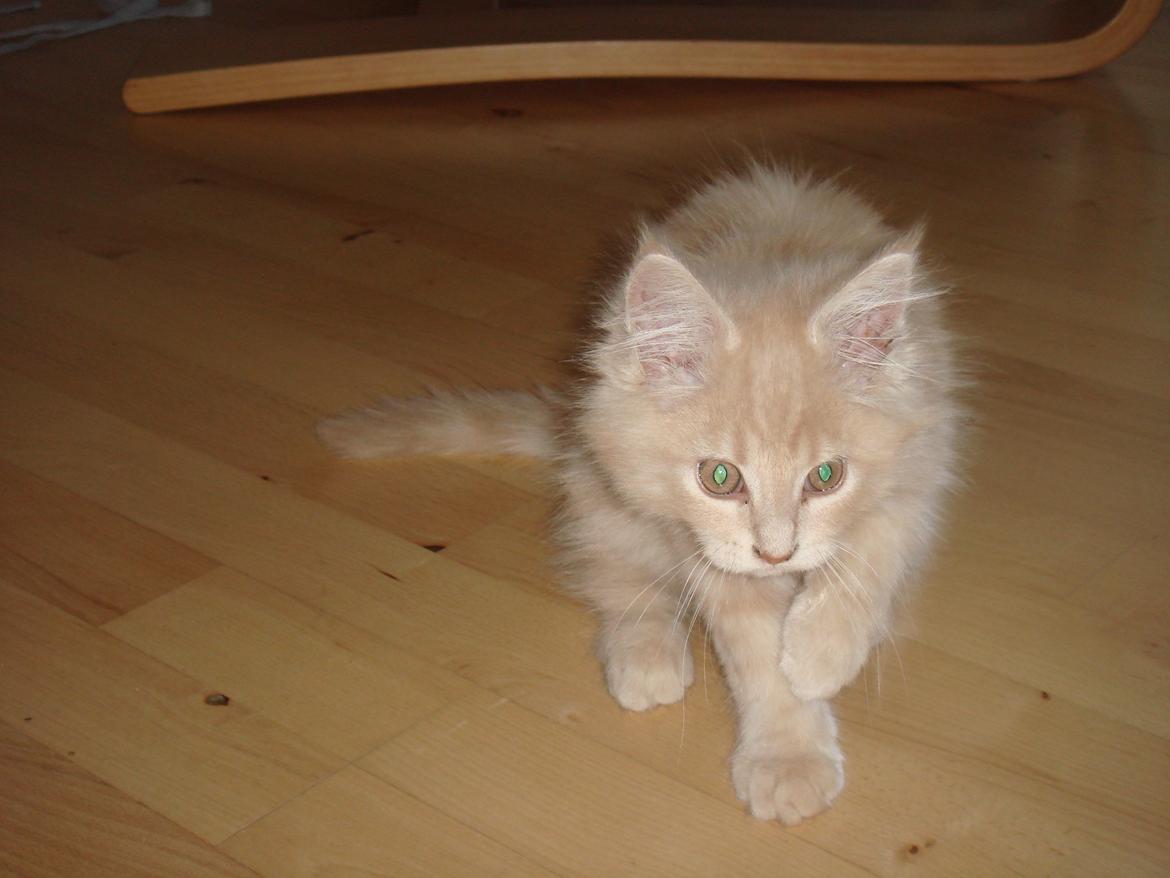Maine Coon Midas billede 2