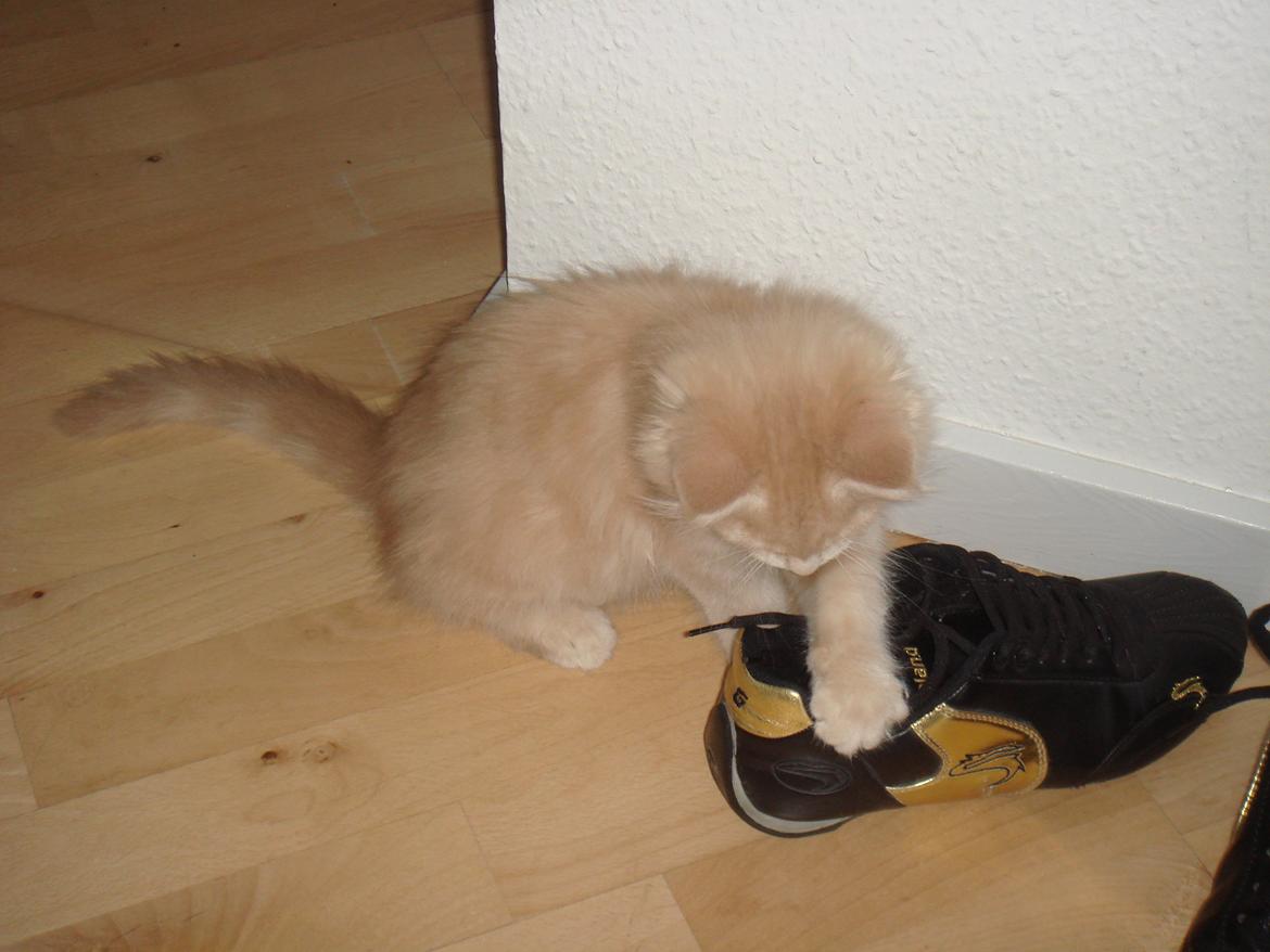 Maine Coon Midas billede 3