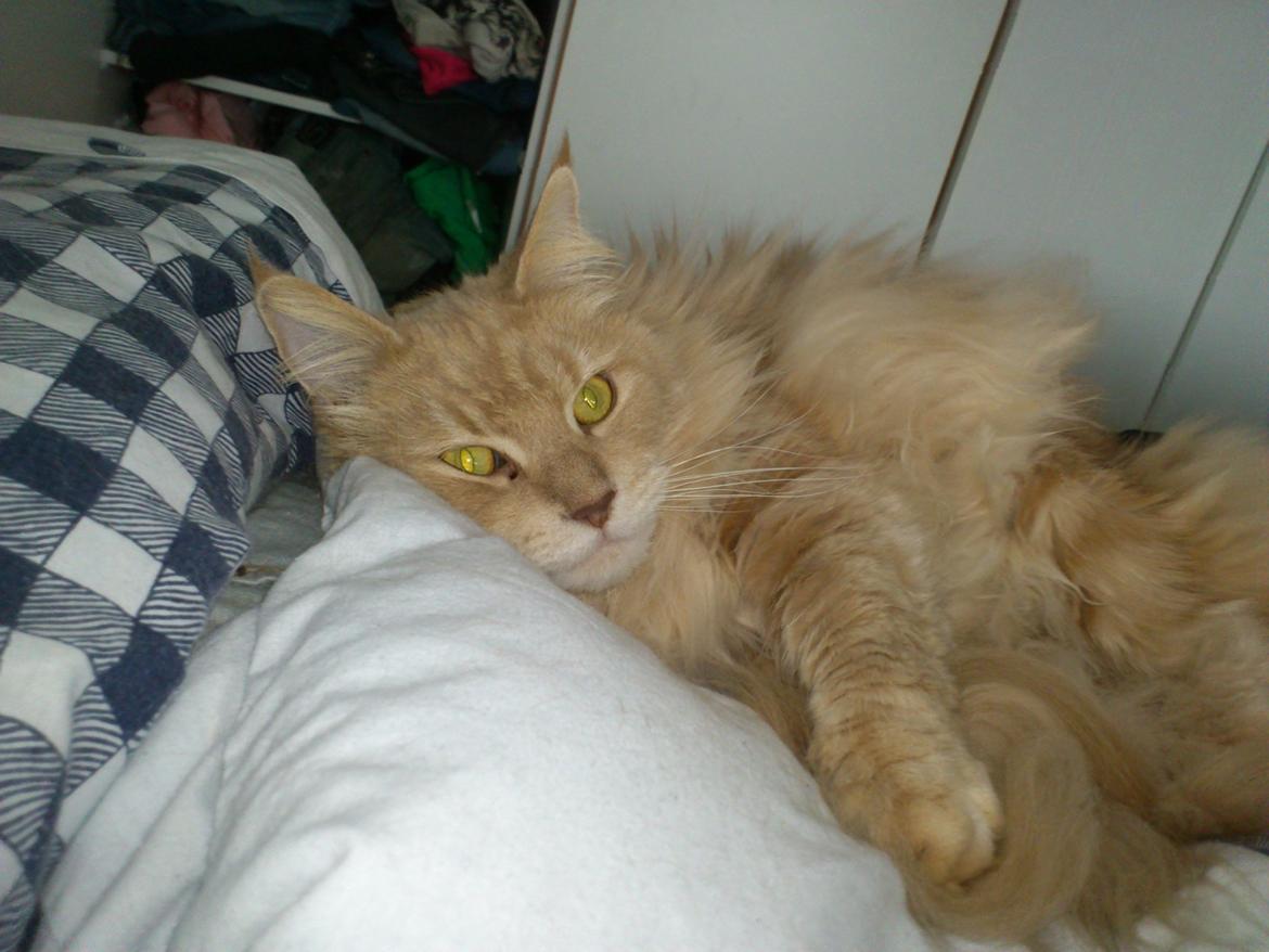Maine Coon Midas billede 4