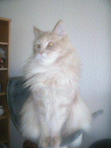 Maine Coon Midas billede 5