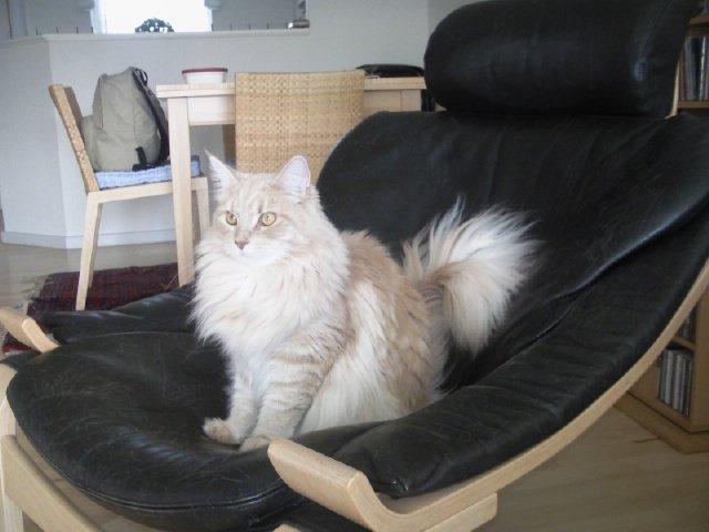 Maine Coon Midas billede 6