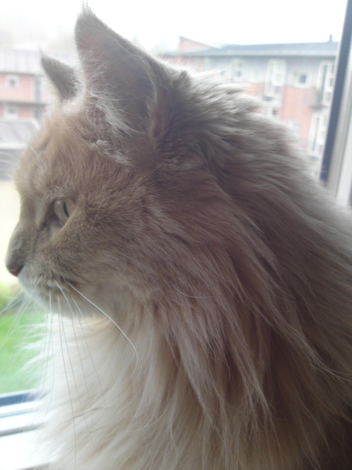 Maine Coon Midas billede 7