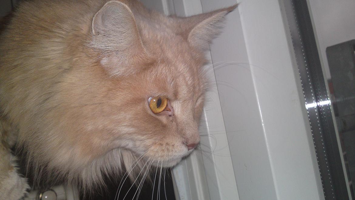 Maine Coon Midas billede 8