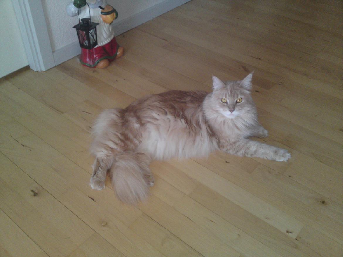 Maine Coon Midas billede 9