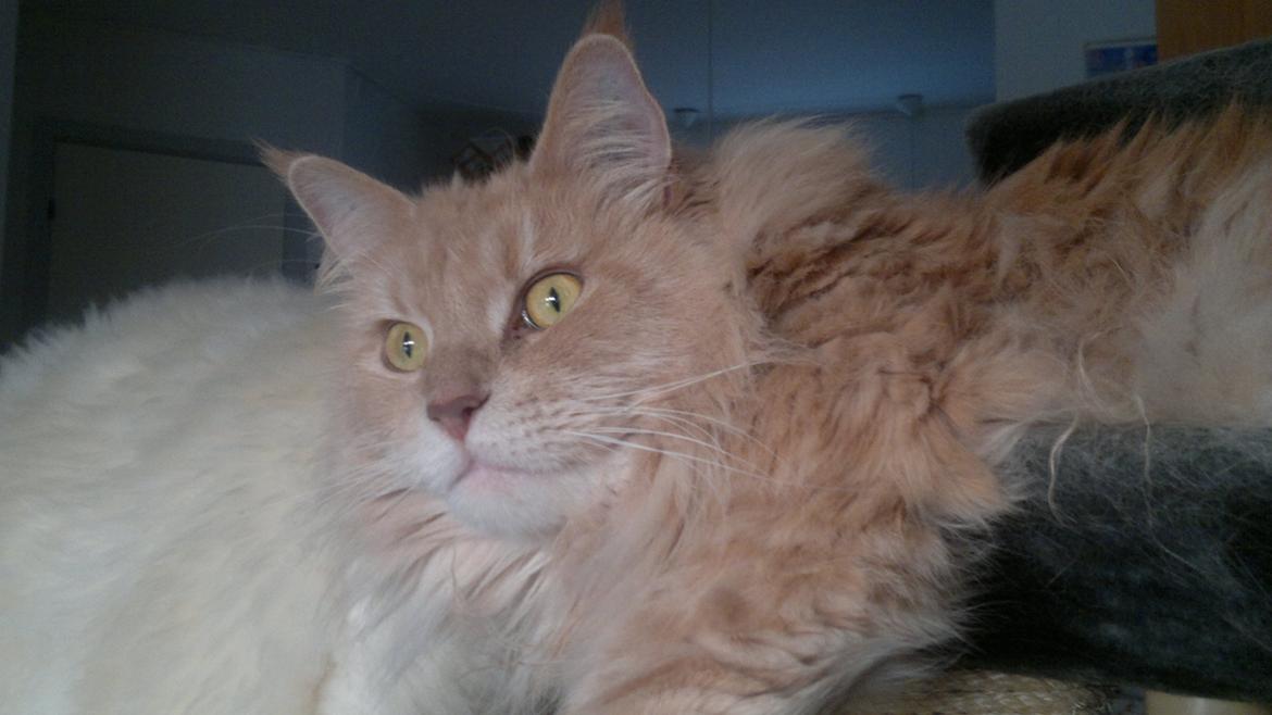Maine Coon Midas billede 10