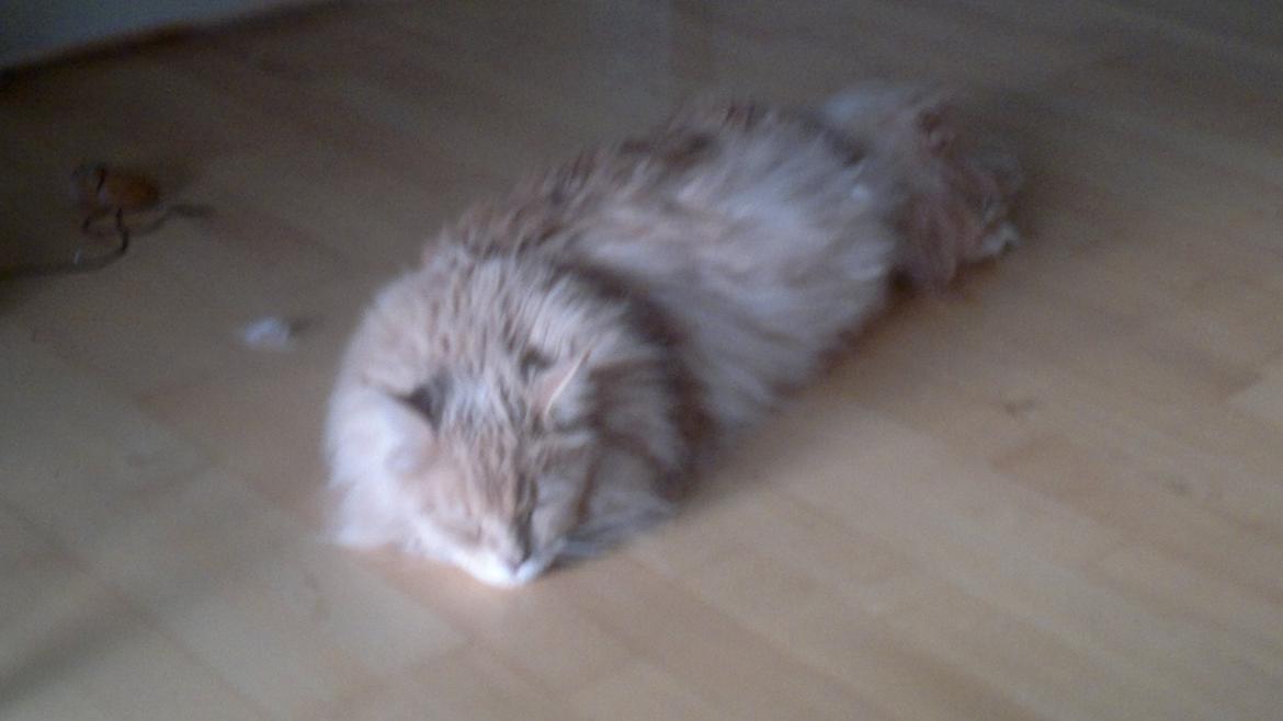 Maine Coon Midas billede 11