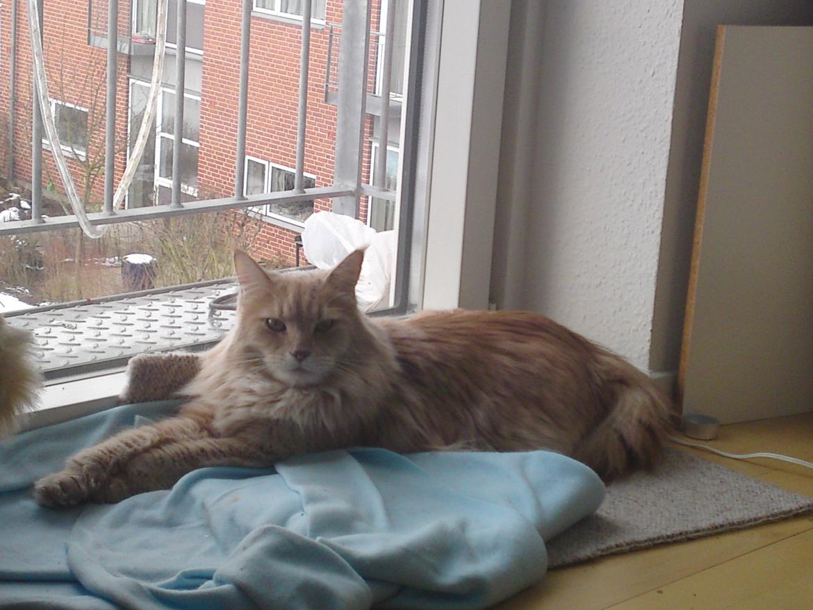 Maine Coon Midas billede 12