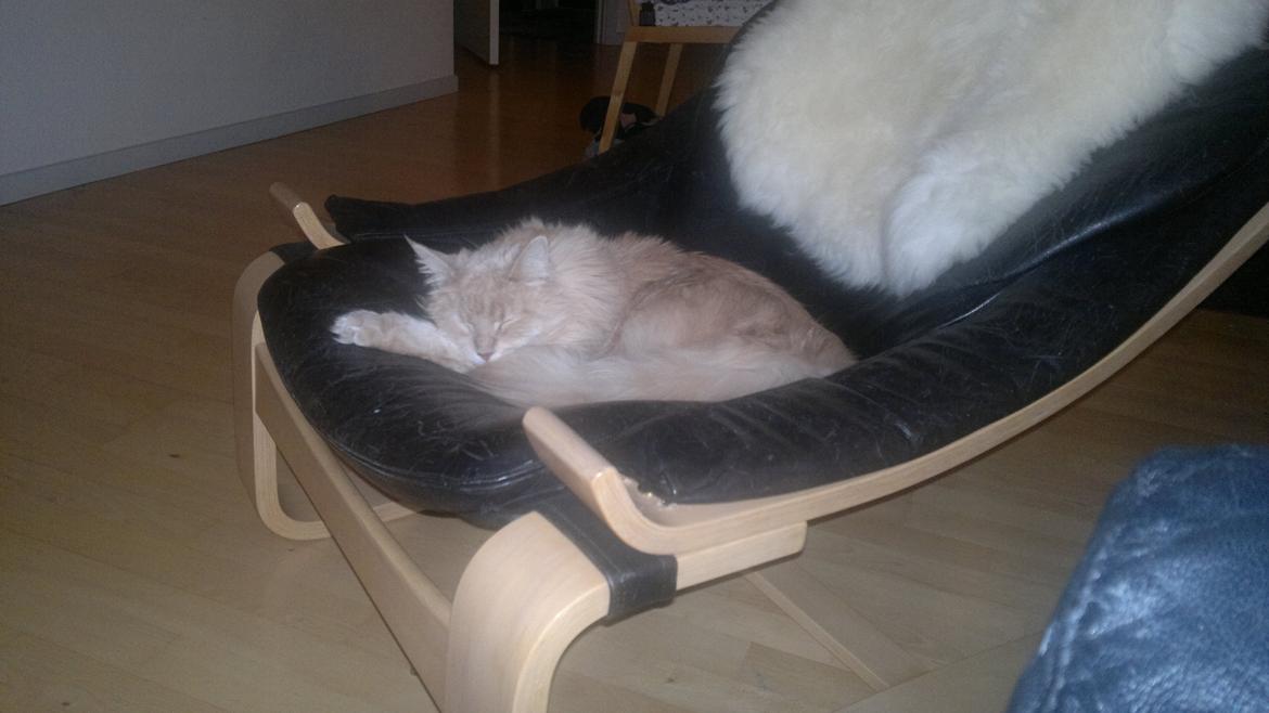 Maine Coon Midas billede 13