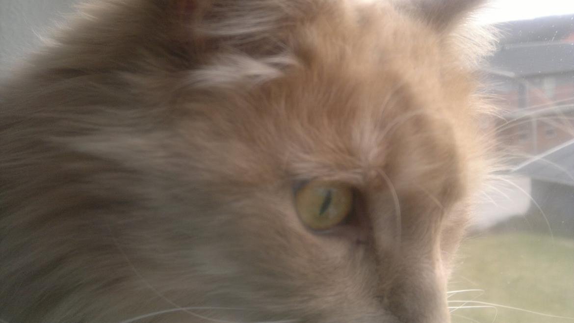 Maine Coon Midas billede 14