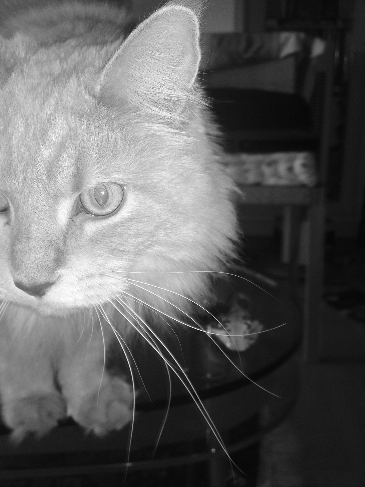 Maine Coon Midas billede 15