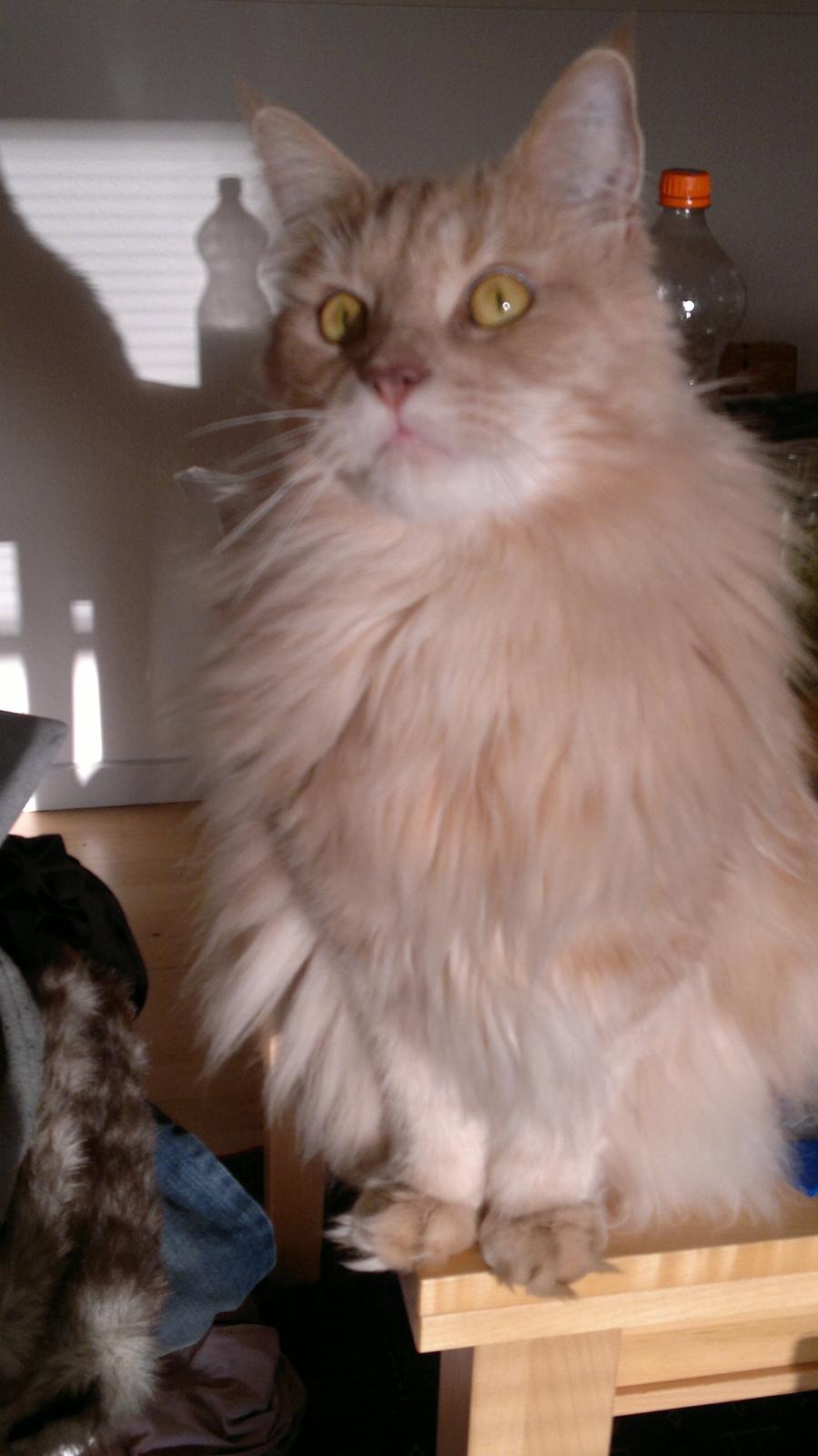 Maine Coon Midas billede 16