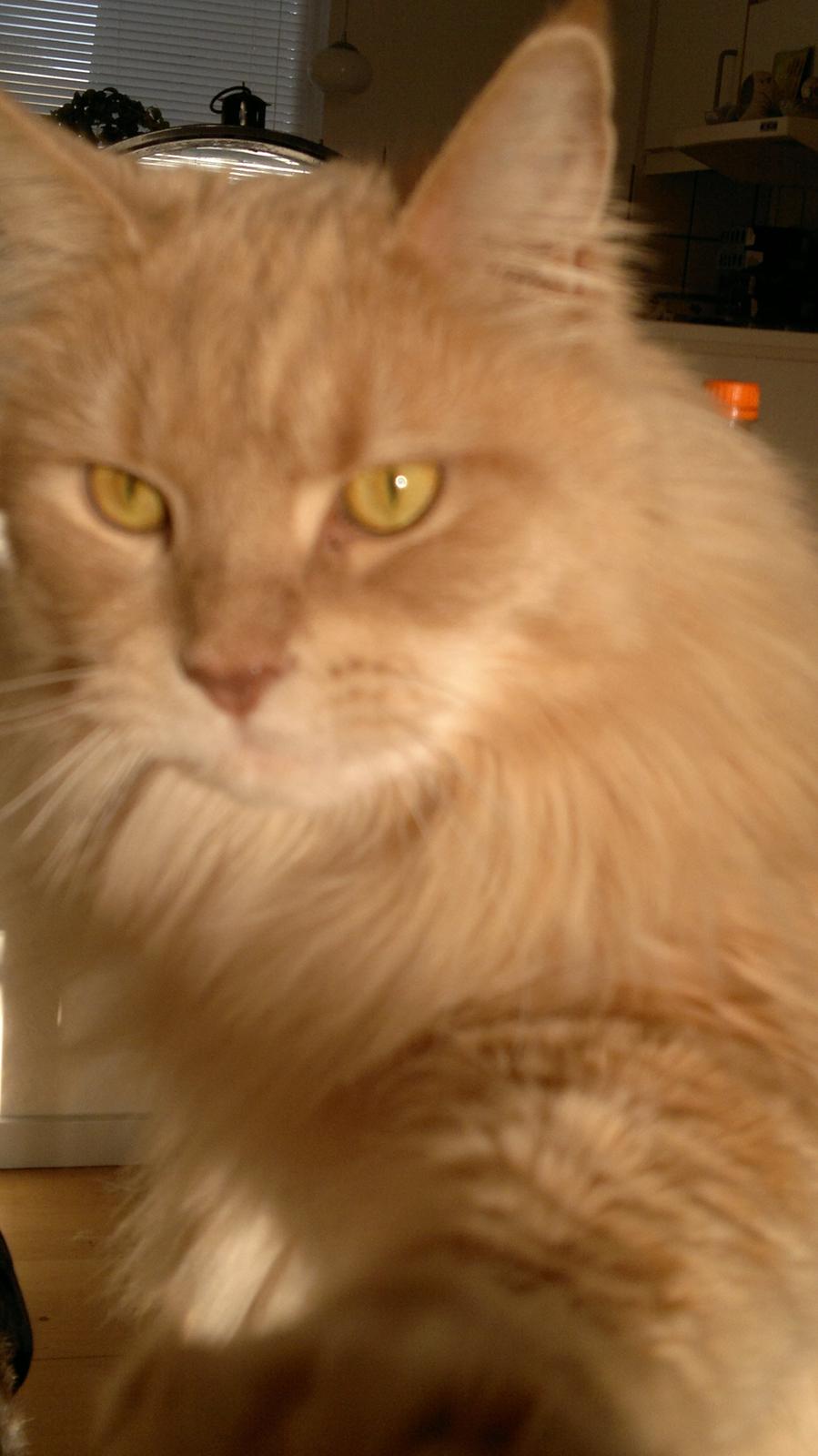 Maine Coon Midas billede 17
