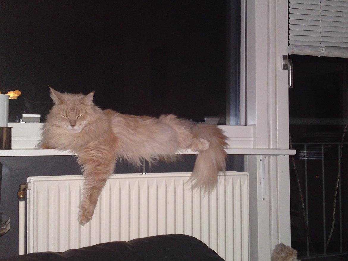 Maine Coon Midas billede 18